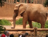 Sao Paulo, le zoo