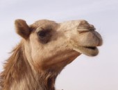 Dubai, Dromadaire Dubai, Dromadaire