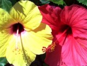 Tenerife, Fleurs