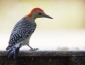 Miami, Oiseau Miami, Oiseau