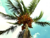 Miami, Palmier Miami, Palmier