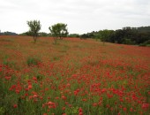 Montpellier, nature