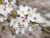 Japon, cerisiers Japan, cherry