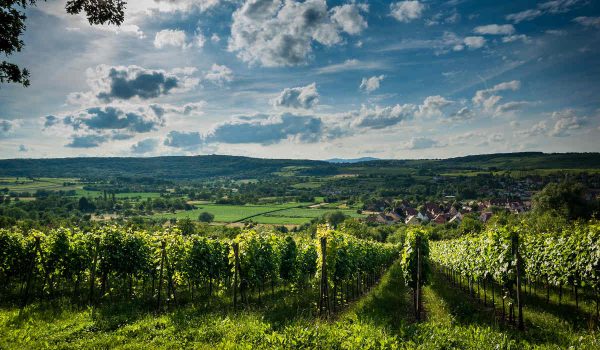 Vignoble - Alsace