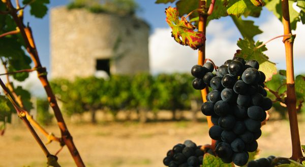 Vin Bordeaux iStock