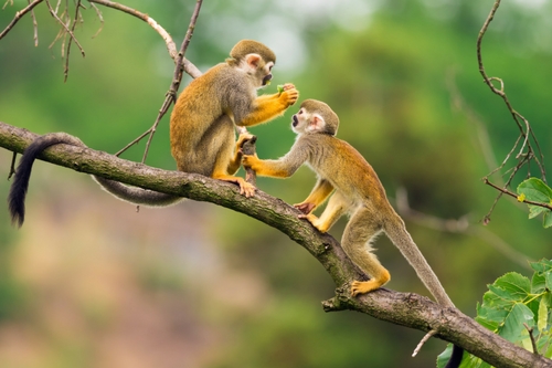 Singes_Guyane