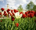 ljubljana flowers 120x100