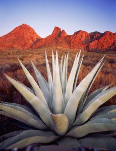 Big Bend National Park Big Bend National Park