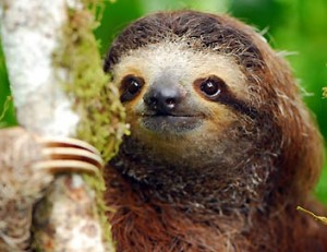 singe