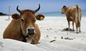 Vaches à la mer vaches albanie