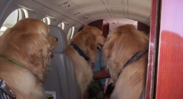 Pet Airways, une compagnie aérienne pour animaux