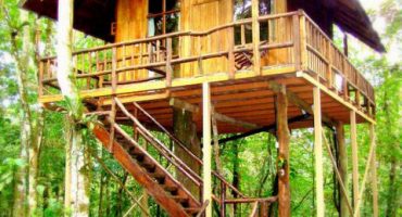 Dormir dans les arbres : les plus beaux hôtels arbres