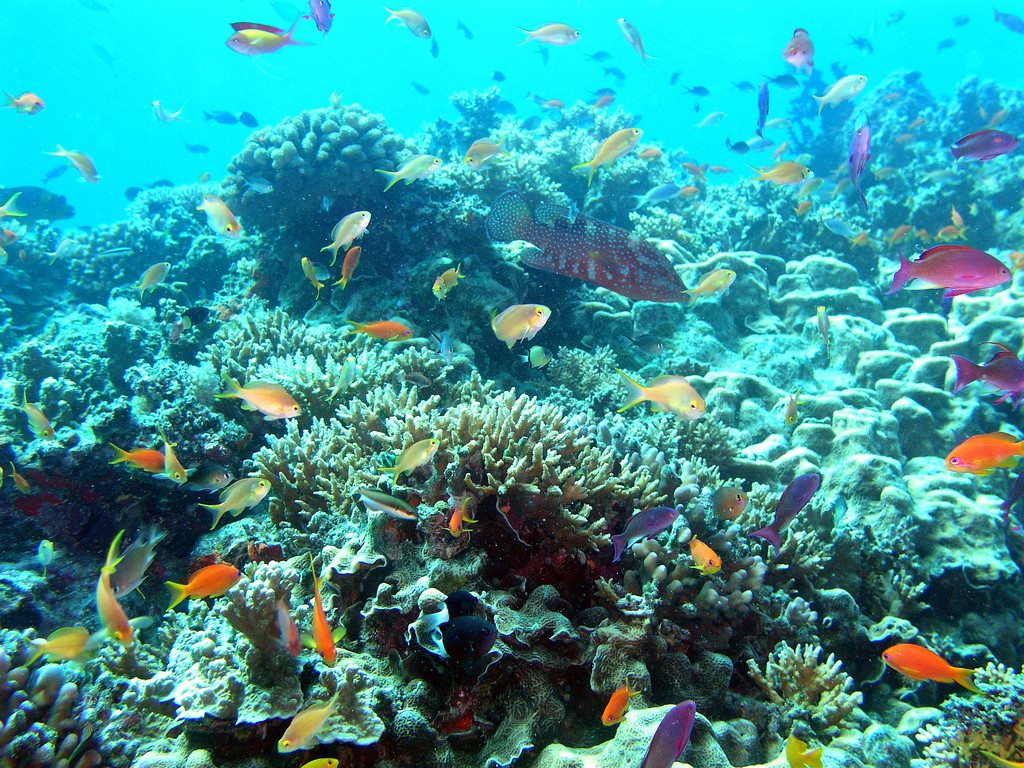 OLYMPUS DIGITAL CAMERA La Grande Barrière de corail