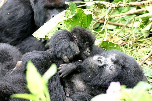 Gorille du Rwanda
