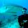 plongee-requin