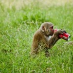 Monkey coke 150x150