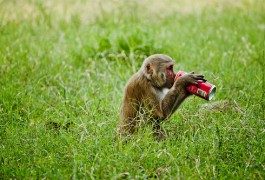 Des sodas « alter » contre la « Coca-Colanisation »