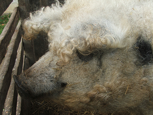 palinka-mangalica