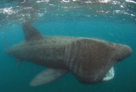 Observer des requins-pèlerins en Bretagne