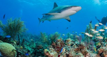 Les plages les plus dangereuses du monde