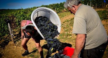 Un tour du monde des vendanges en photos