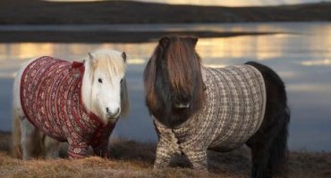 L’Écosse, le pays où les poneys portent des pulls