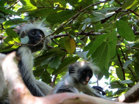 Foret de Jozani_singes rouges