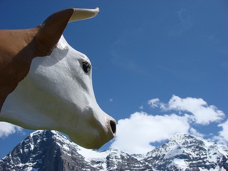 vache
