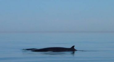 Les baleines, nouvel argument touristique pour les îles de l’Océan Indien