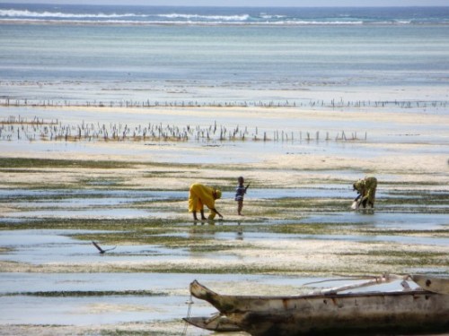 Le ramassage des algues à Zanzibar