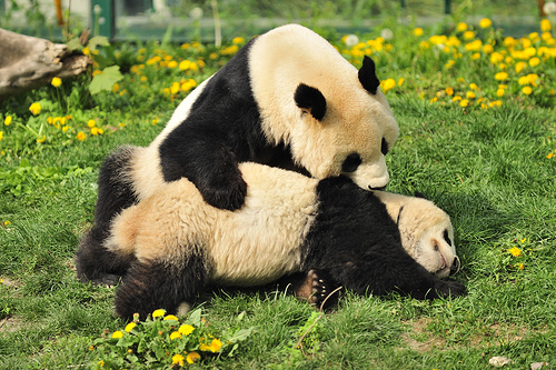 Les pandas du Tiergarten Schönbrunn