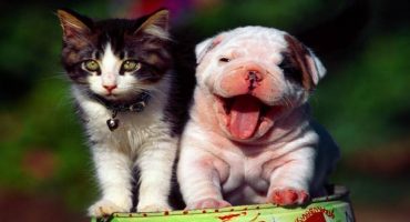 Faire garder son chien ou son chat pendant les vacances