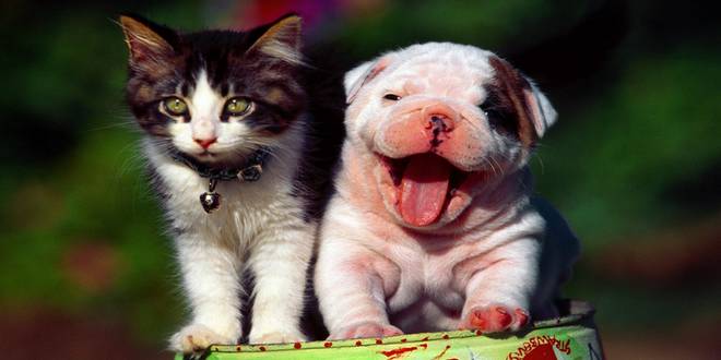Faire garder son chien ou son chat pendant les vacances ...