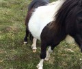 ponies yea 120x100