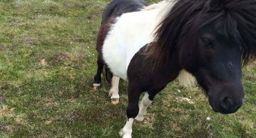 PHOTOS – Un voyage dans les îles Shetland de l’Écosse