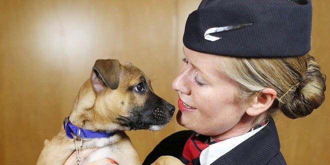 Chien avion
