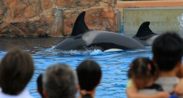 Faut-il aller à Marineland ?