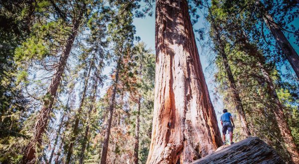 Sequoia - Californie