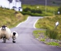 ecosse moutons 120x100
