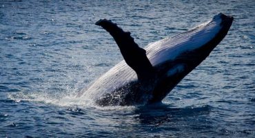 Voir des baleines et des dauphins sans aller à Marineland