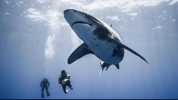 Lors d'un tournage aux Bahamas, rencontre avec un longimanus. Source : Jérôme Delafosse - les Nouveaux Explorateurs, sur Facebook