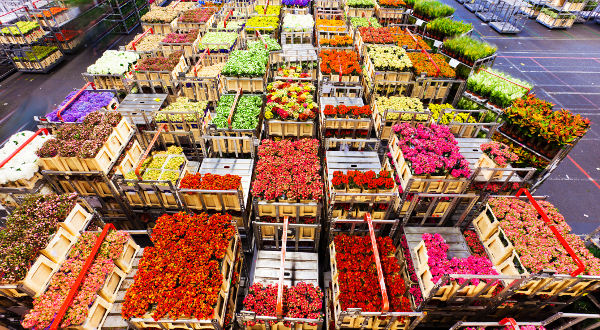 Marché aux fleurs Aalsmeer Pays Bas iStock