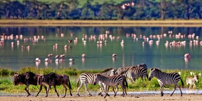 Tanzanie istock