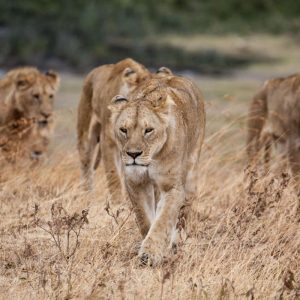 Lionnes Tanzanie