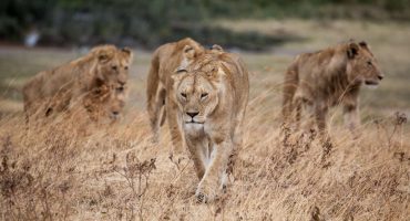 Les réserves animalières de la Tanzanie