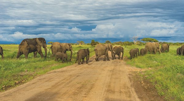 Parc Arusha - Tanzanie