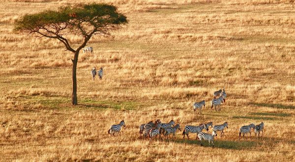 Serengeti-Tanzanie