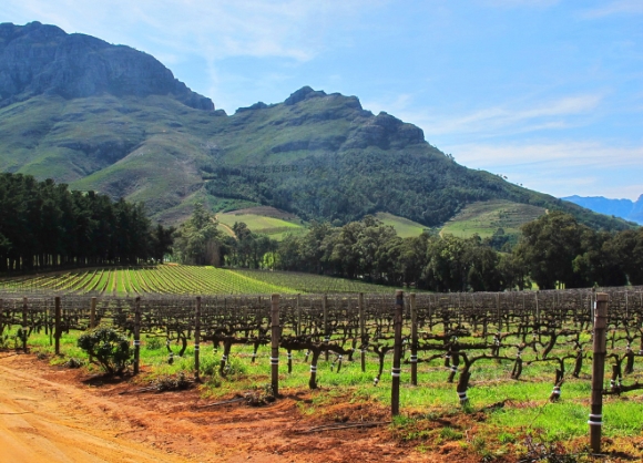 Vignobles à Stellenbosch