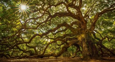 Les plus belles forêts en France pour profiter de l’automne