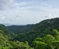 Martinique_nature 120x100